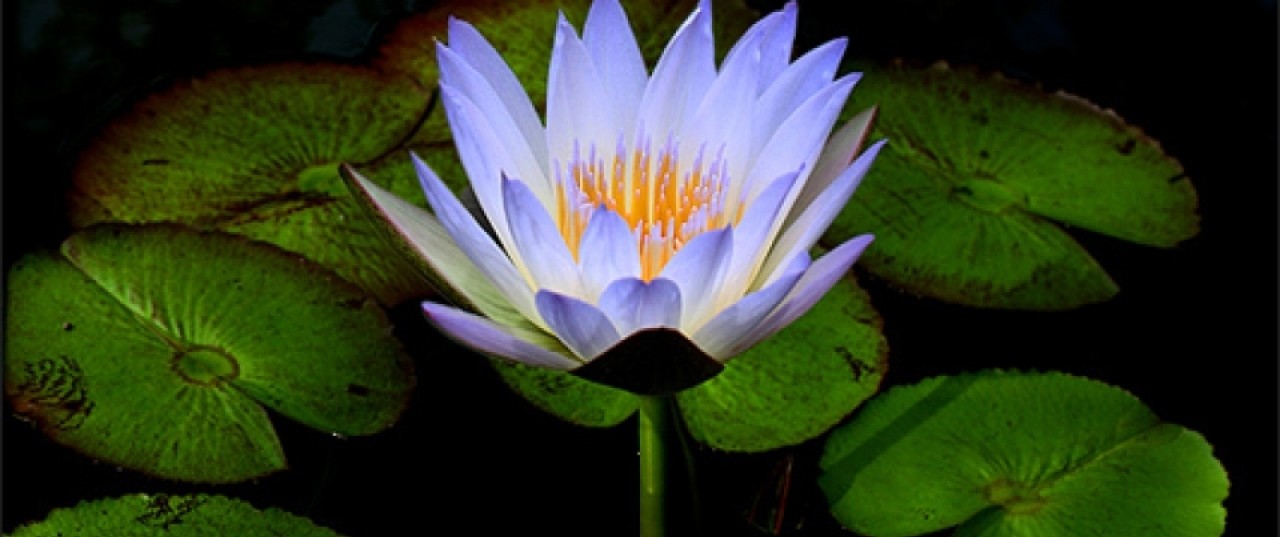 LE SOLEIL BEAUTY CENTERS S.R.L.