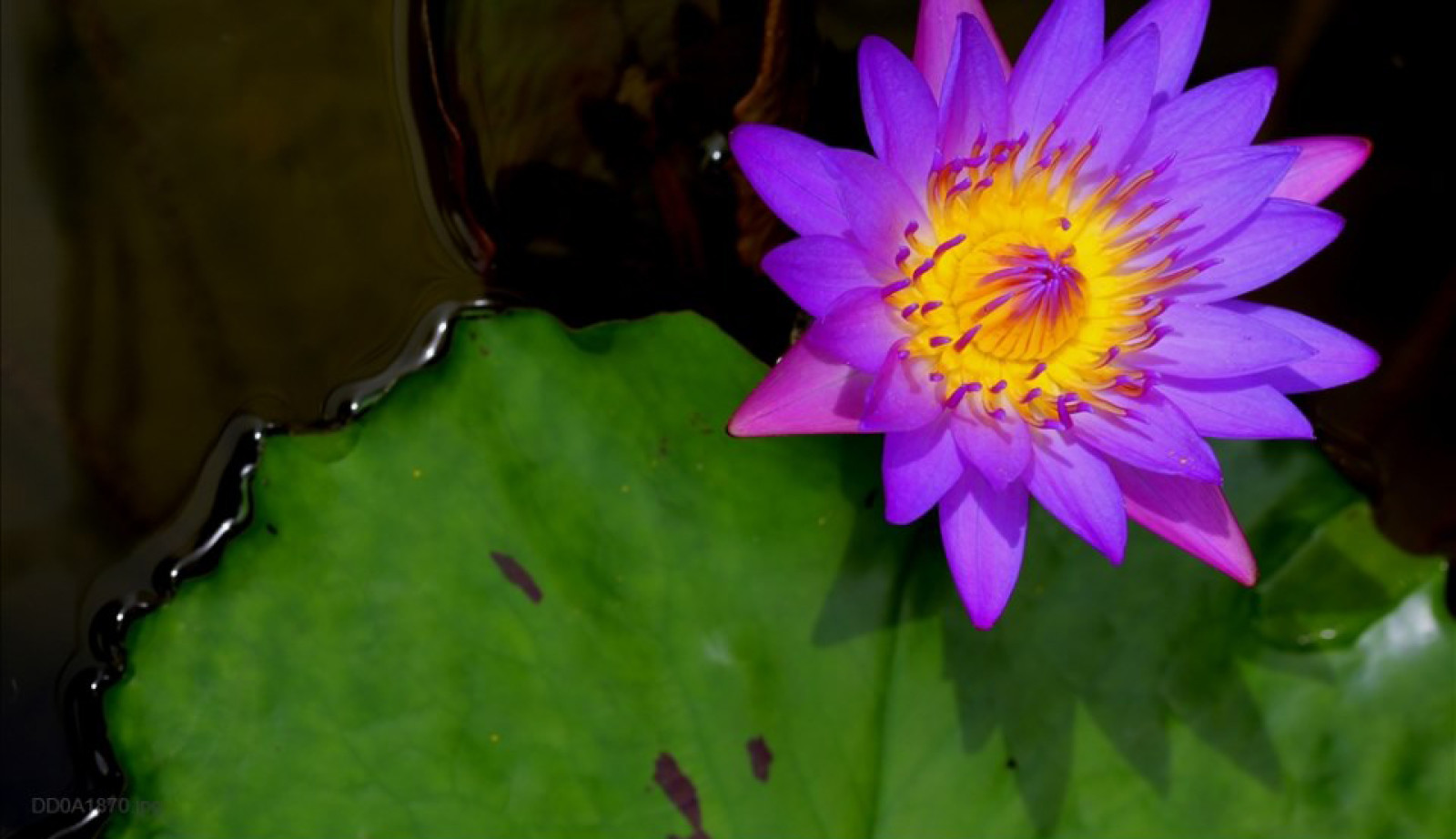 LE SOLEIL BEAUTY CENTERS S.R.L.