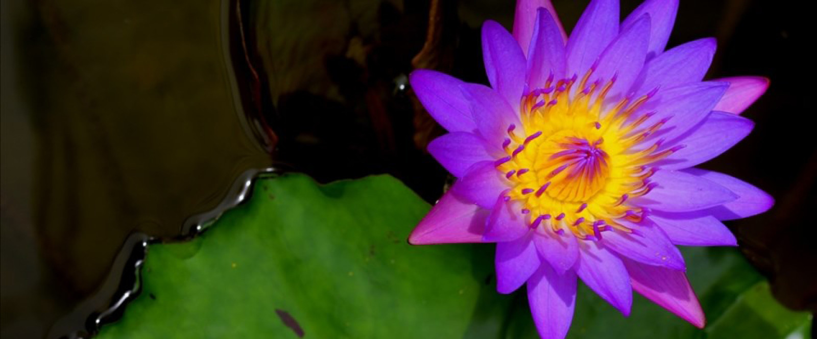 LE SOLEIL BEAUTY CENTERS S.R.L.