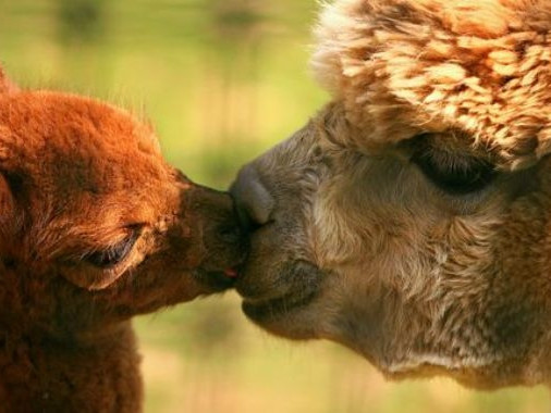 LE SOLEIL BEAUTY CENTERS S.R.L.