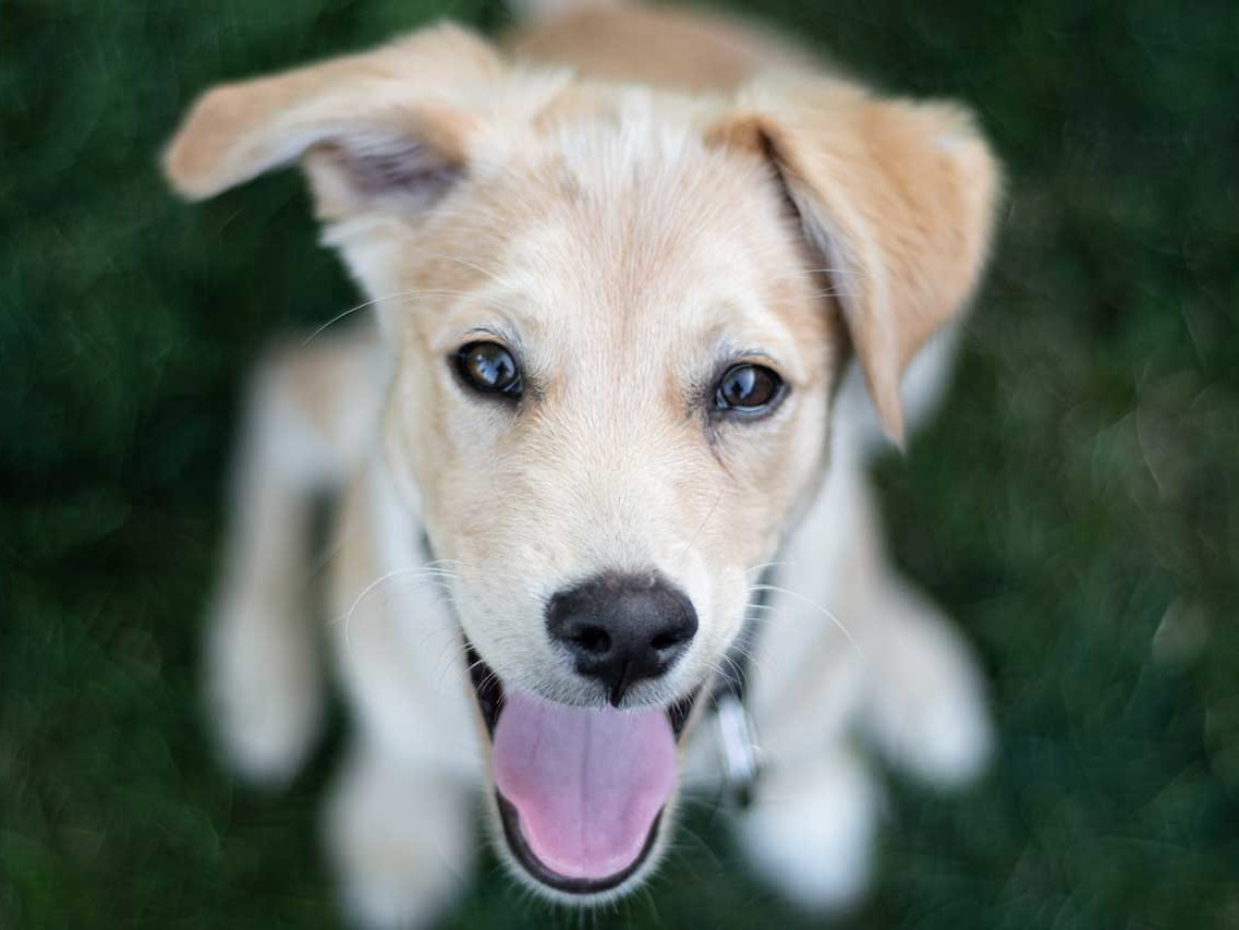 ALIMENTAZIONE PULITA PER CANI E GATTI